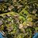 Cooksnap dari Sitiagustinaa untuk resep Oseng Kangkung