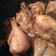 Cooksnap dari MbokDi untuk resep semur ayam bawang bombay