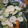 Cooksnap dari Umi@Lfa untuk resep Caisim Tumis Putren (Kuncung)