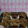 Cooksnap dari Maria Samuel untuk resep Bolu kukus mekar