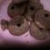 Cooksnap dari veraamalia71282 untuk resep Cookies coklat sederhana
