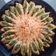 Nehal Patel's cooksnap of when they made સન ફ્લાવર બ્રેડ (Sunflower Bread Recipe In Gujarati).