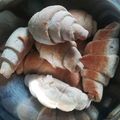 Tőke-Szabó Anett Cooksnap-ja, amikor elkészítette a(z) Vajas kifli receptet.