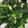賴小孟 的 蒜炒芥藍菜 cooksnap