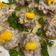 湯小舒 的 魷魚鹹蛋蒸肉餅 cooksnap