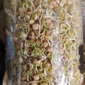 El cooksnap de Lizzy cuando hizo Germinados 🌱 lentejas orgánicos.