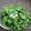 阿文 的 雙油炒青菜 / 樂朋鵝油料理 cooksnap