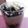 Cooksnap dari Nur Inayah untuk resep Cheesecake oreo