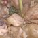 Cooksnap dari S.G.Hidayat untuk resep Opor Ayam Kecap