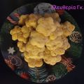 Cooksnap από Ελευθερία στη συνταγή Νηστίσιμα κουλουράκια με κρασί 🍷 και κανέλα