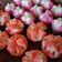 Cooksnap dari Made Budi Arta untuk resep Bolu kukus mekar warna warni