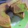 Cooksnap dari Adin untuk resep Bolu jadul macan