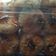 Cooksnap dari atjied untuk resep Garlic Cheese Cookies