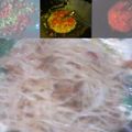 Cooksnap dari Sazya (Bundanya Asyraf_Ahsan) untuk resep BIHUN GORENG PAPRIKA