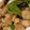 三寶媽 的 かにの彩椒鮮魷 cooksnap