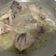 Cooksnap dari resty purnamawaty untuk resep Ayam Pop (332)
