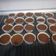 El cooksnap de Manu Melero Gutierrez cuando hizo Magdalenas de chocolate y Naranja.
