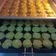 Cooksnap dari Mommy untuk resep Matcha Almond Cookies