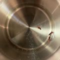 きゃろぽて's cooksnap of when they made クローブ(丁子)のお茶.