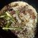 Cooksnap dari Ratna Rosalina untuk resep Nasi Kebuli Sapi Magicom Praktis