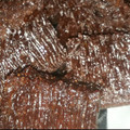 Cooksnap dari Nouna youtube untuk resep Caramel Cake (Sarang Semut 3 Telur)