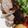 クックHBQ370☆'s cooksnap of when they made 豚ヒレのローストポーク♪玉ねぎソース＊.
