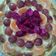 Cooksnap dari Lisna Prabawati untuk resep Fruit Pie Teflon