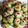 Indrani chatterjee's cooksnap of when they made গুলকান্দে ভরা পান নারকেল লাড্ডু  (Gulkand bhora paan narkel ladoo recipe in Bengali).