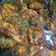 Cooksnap dari lavanda dita untuk resep Ayam kecap ternampol wajib coba!