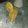 saadatu ahmad's cooksnap of when they made Mango lemonade.
