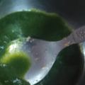 abhirjot का कुकस्नैप जब उन्होंने हरे धनिये की चटनी (hare dhaniye ki chutney recipe in Hindi) बनाया था।
