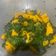 Cooksnap Everlyn Bulan semasa beliau membuat Labu Kuning Tumis Belacan Bersama Pucuk Manis.