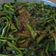 Cooksnap dari Titin Siti Khadijah untuk resep Tumis kangkung bumbu kacang mantulll