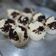 Cooksnap dari heny lee untuk resep Bolu kukus mekar versi susu cair