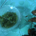 Cooksnap dari rasty andita untuk resep SAMBAL CABE HIJAU