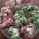 Cooksnap dari Puji Lestari untuk resep Bolu Kukus Mekar