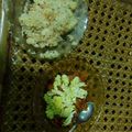 Cooksnap dari Martha Hd untuk resep Sosis asam manis