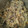 El cooksnap de marimarlo70 cuando hizo Revuelto de setas shiitake.