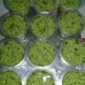 Cooksnap dari Novi Tanjaya untuk resep Agar-agar lumut