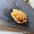 Helga Völker Cooksnap-ja, amikor elkészítette a(z) "Vásári" lepény receptet.