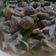Cooksnap dari Whoisima untuk resep Tumis Jamur Buncis