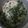 Cooksnap dari Goeh Iwan untuk resep Jangan Bobor Bayam (Sayur Bayam)