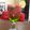Cooksnap dari baby adjriel untuk resep Ice Watermelon Squash