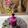 Arpita Shah's cooksnap of when they made ડ્રેગન ફ્રૂટ જ્યુસ (Dragon Fruit Juice Recipe In Gujarati).