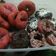 Cooksnap dari Bias Wulandari untuk resep Donat buah naga