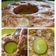 Cooksnap dari Warisan Rasa untuk resep Bolu Pisang Kukus (takaran sendok tanpa mixer) #1