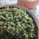 Cooksnap dari Endah Yuniarti untuk resep Karedok kacang panjang/pencok kacang panjang
