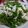 胡搞瞎搞家常料理 的 花枝炒青椒 cooksnap