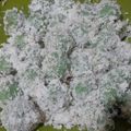 Cooksnap dari deva noviyanti untuk resep Klepon #JelajahResepRumahan