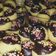 Cooksnap dari Riris untuk resep Cochoball / Nastar coklat